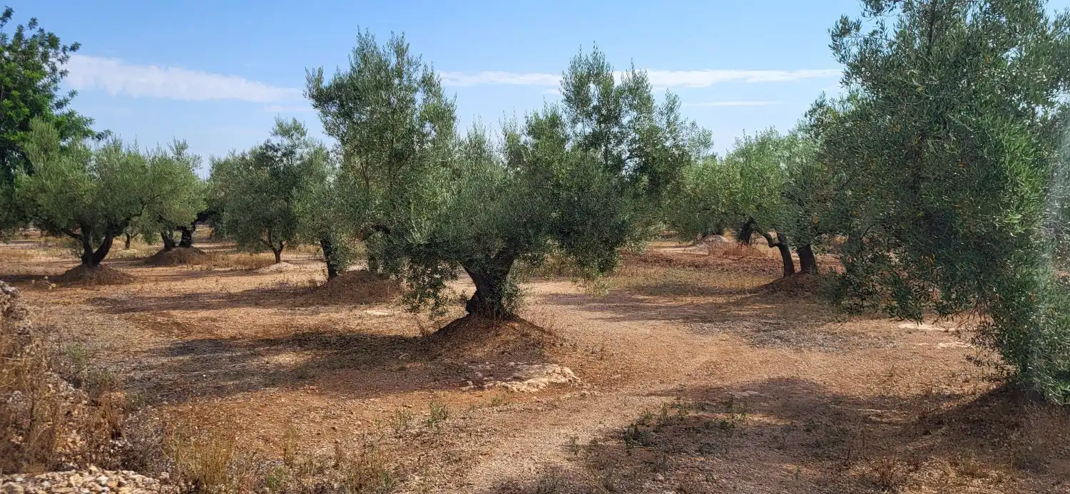 Finca rústica en venta en Mas de Barberans