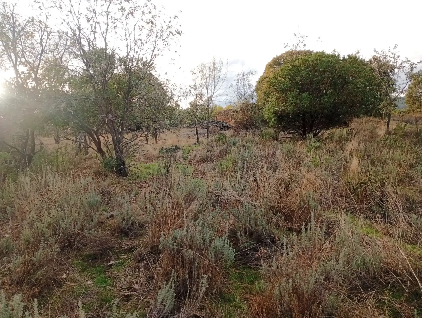 Terreni e lotti in vendita a Villanueva de la Vera, imagen 17