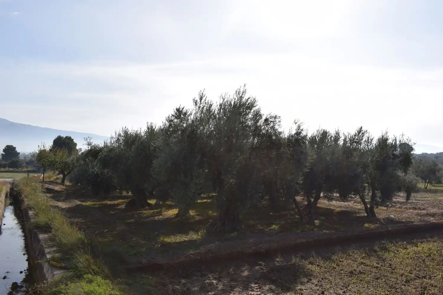 Terreno rustico in vendita a LOS MOLINOS, imagen 7