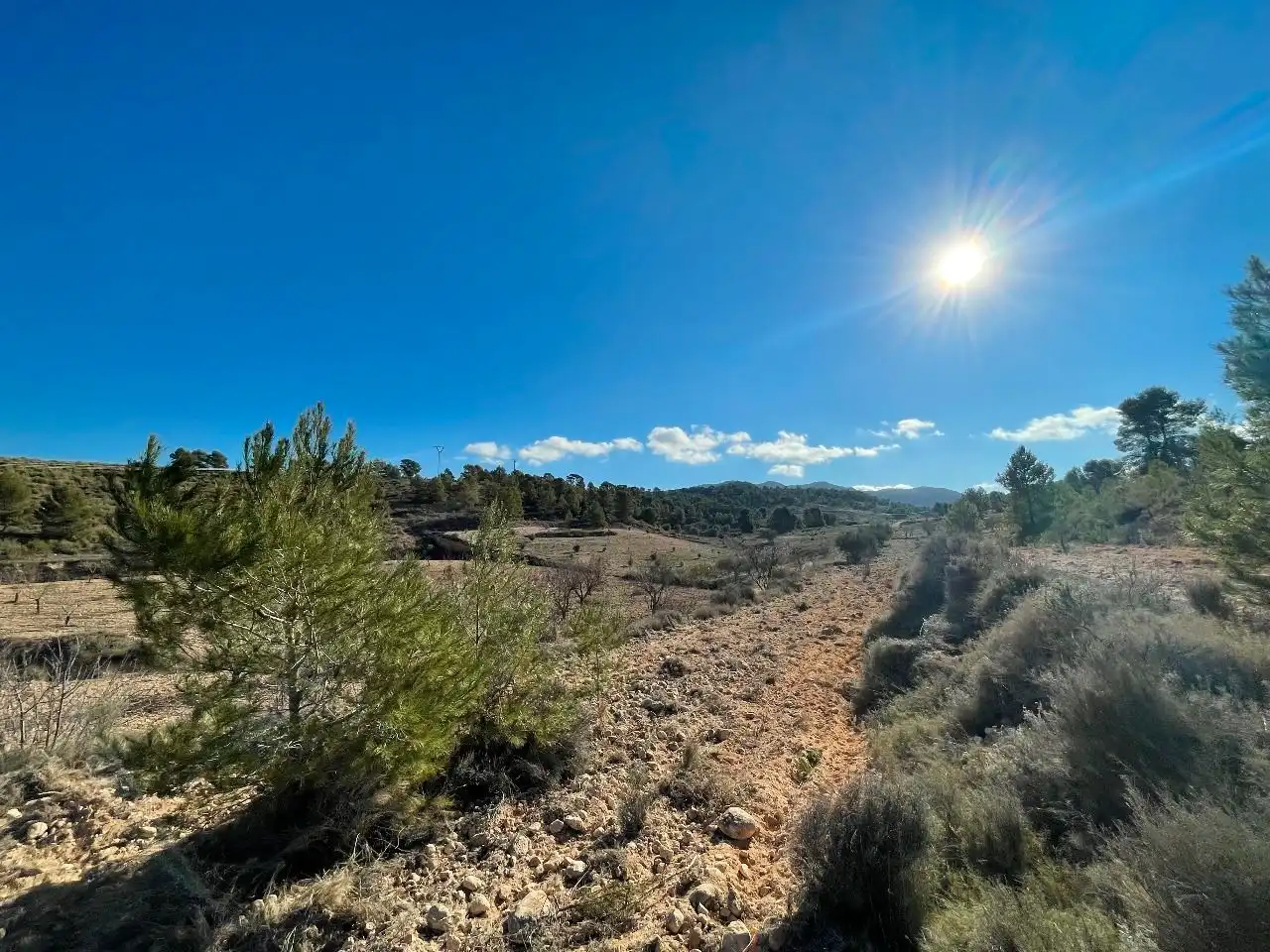 Rustikales Grundstück zum Verkauf in Jumilla, imagen 7
