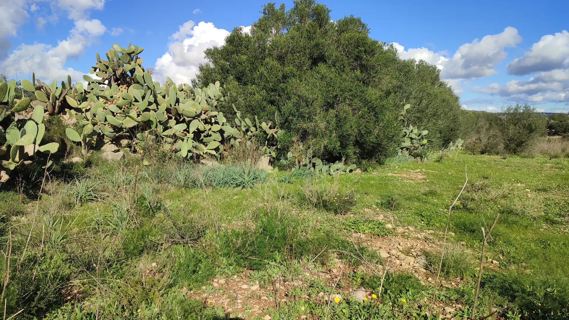 Rural land for sale in Diseminado Cdte Primero 3, imagen 11