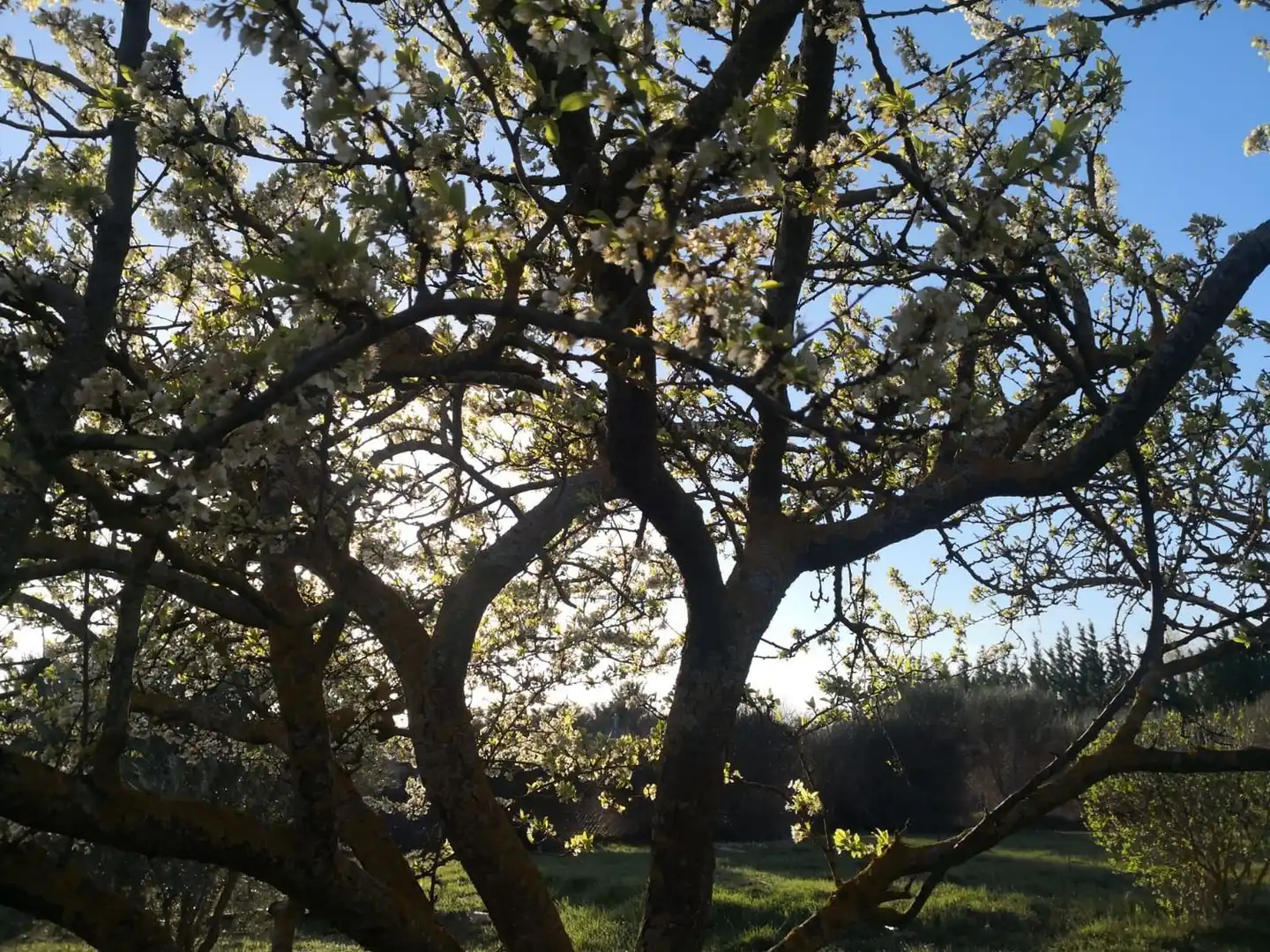 Jardí de Finca rústica en venda en Modúbar de la Emparedada amb Jardí privat i Terrassa