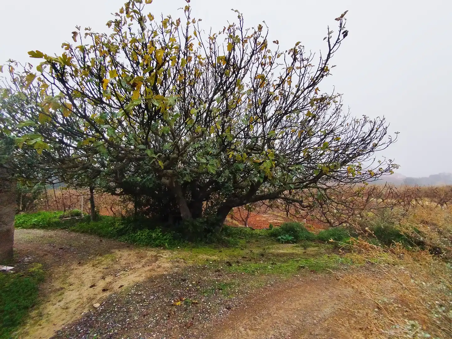 Terreni e lotti in vendita a Fraga, imagen 4
