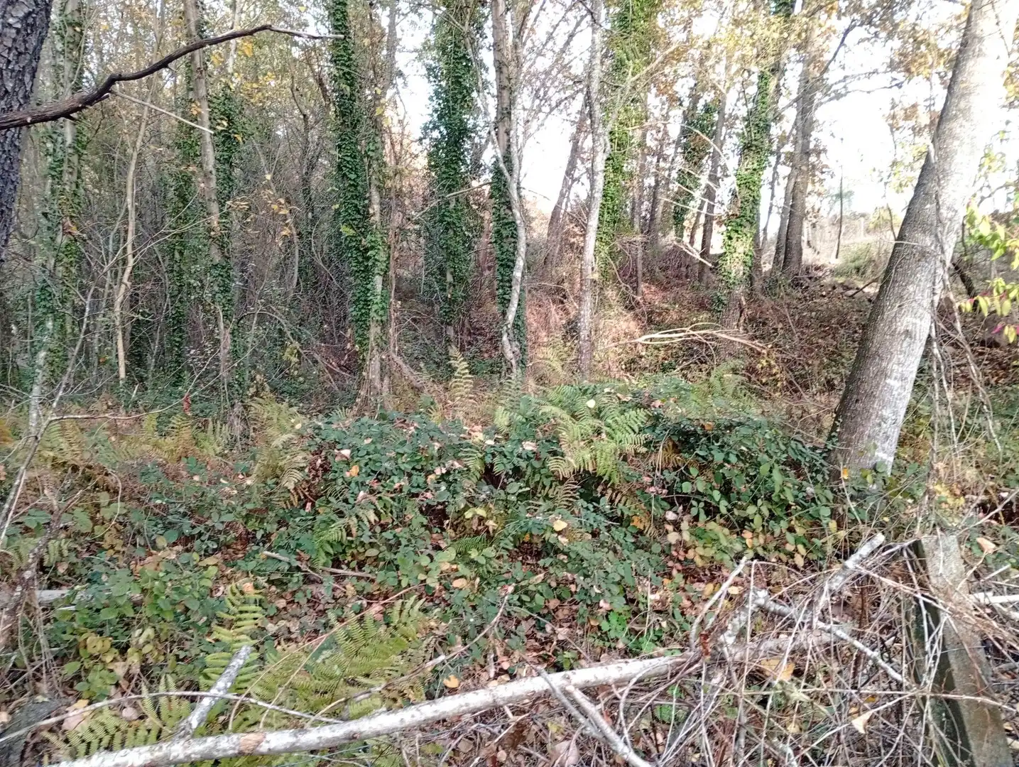 Terreni e lotti in vendita a Viandar de la Vera, imagen 13