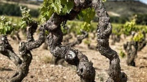 Foto 5 von Fabrikhallen zum Verkauf in Baños de Ebro / Mañueta, Araba - Álava