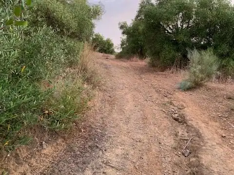 Land for sale in Alcolea del Río