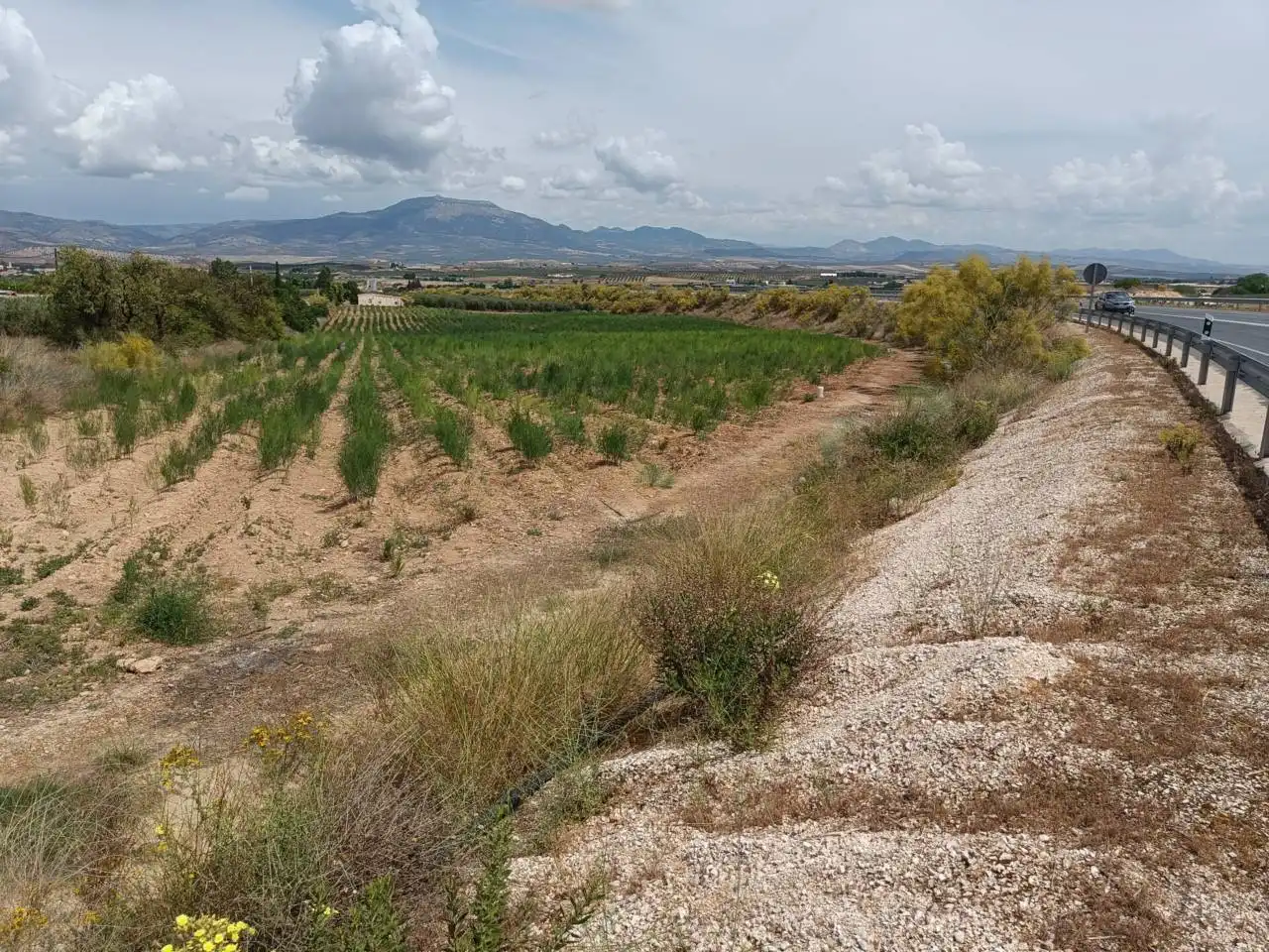 Rural land for sale in Moraleda de Zafayona
