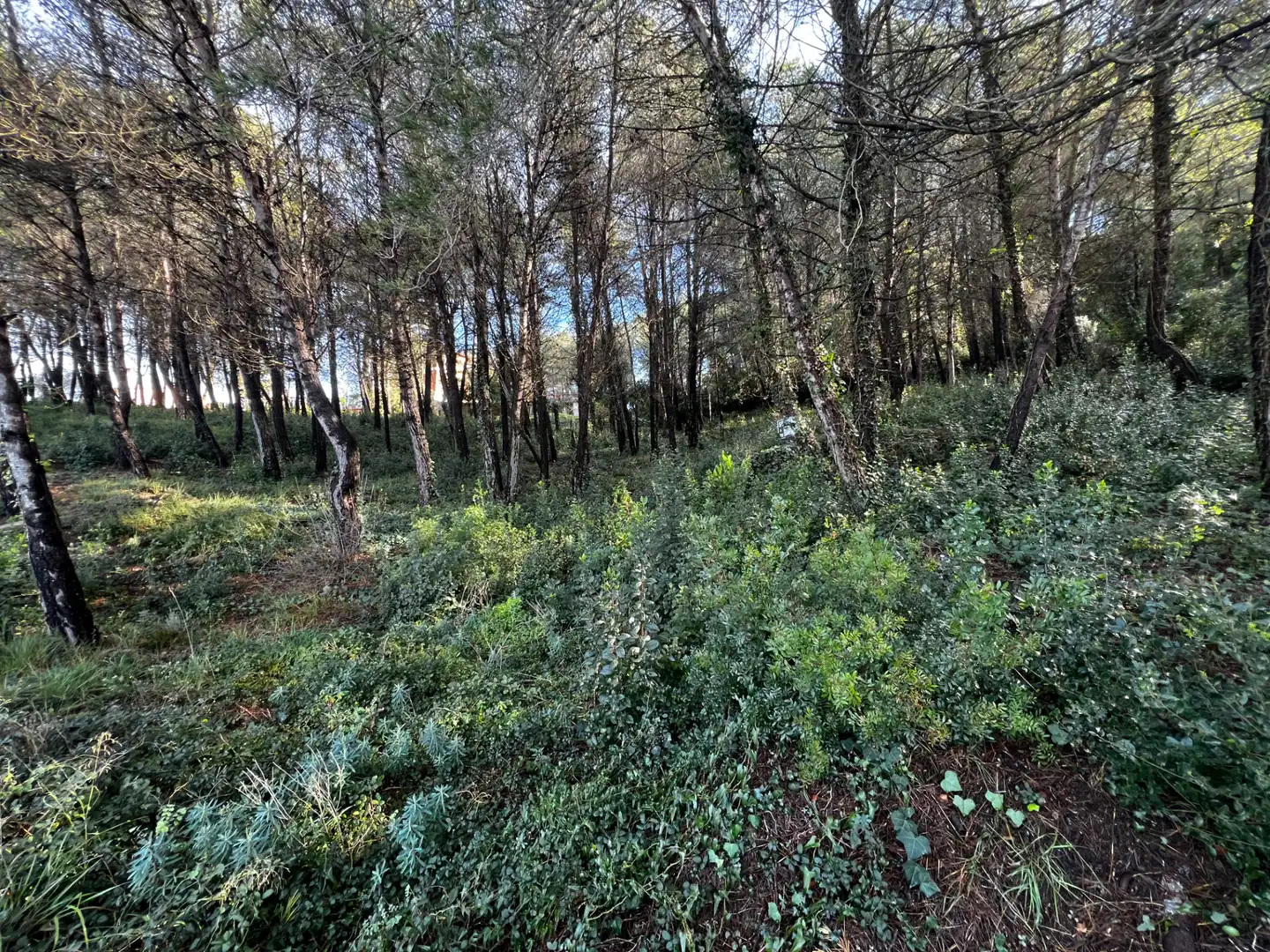 Residencial en venda en Olesa de Bonesvalls