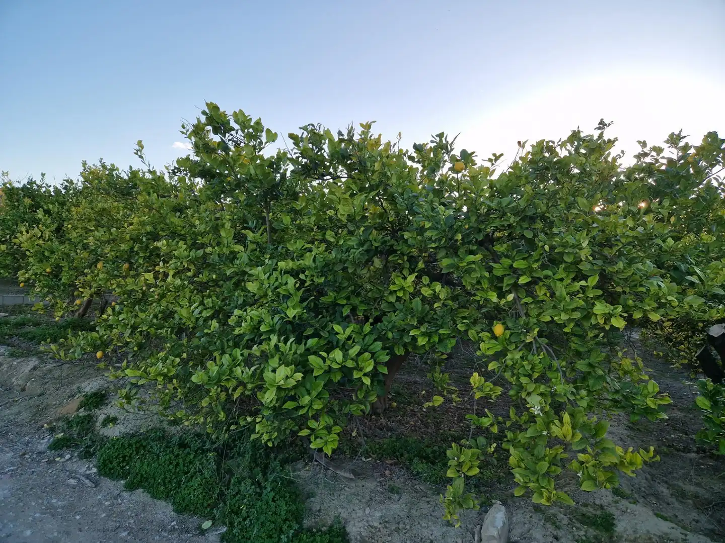 Land for sale in Villanueva del Río Segura