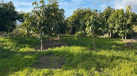 Foto 4 de Terreno en venta en Barrio Trapiche-la Palma Sg.t, 6, Norte - Barrio del Pilar - El Reñidero, Vélez-Málaga