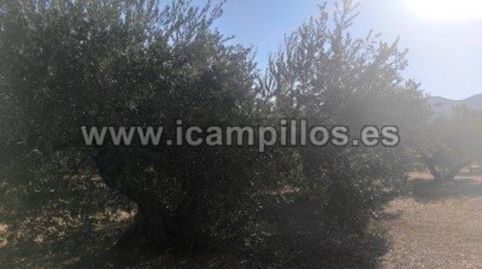 FINCA DE OLIVAR DE 25 FANEGAS EN CABRA, immagine 3