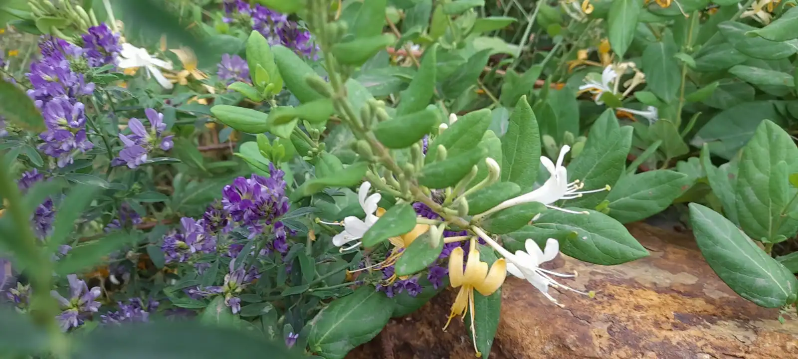 Jardín de Terreno en venta en Vilajuïga