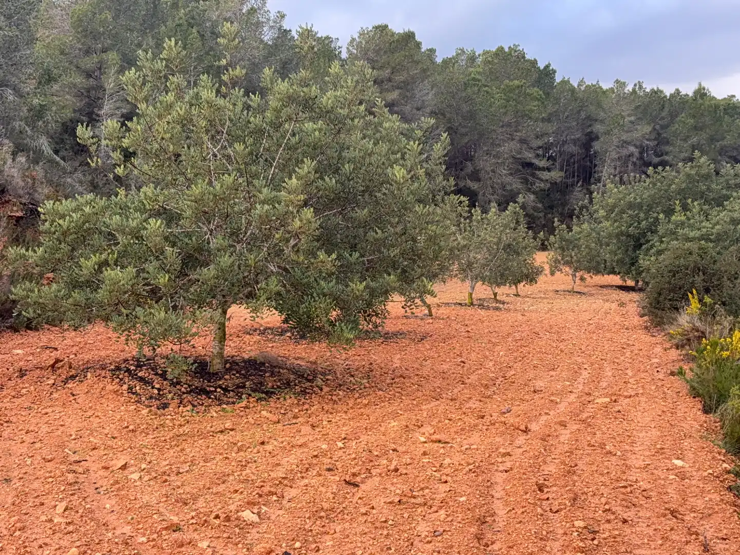 Terrain rustique à vendre à Carretera a la Maso 1G