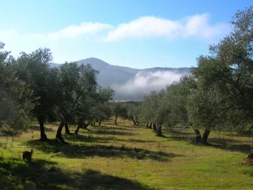 Terreno rustico in vendita a Espiel