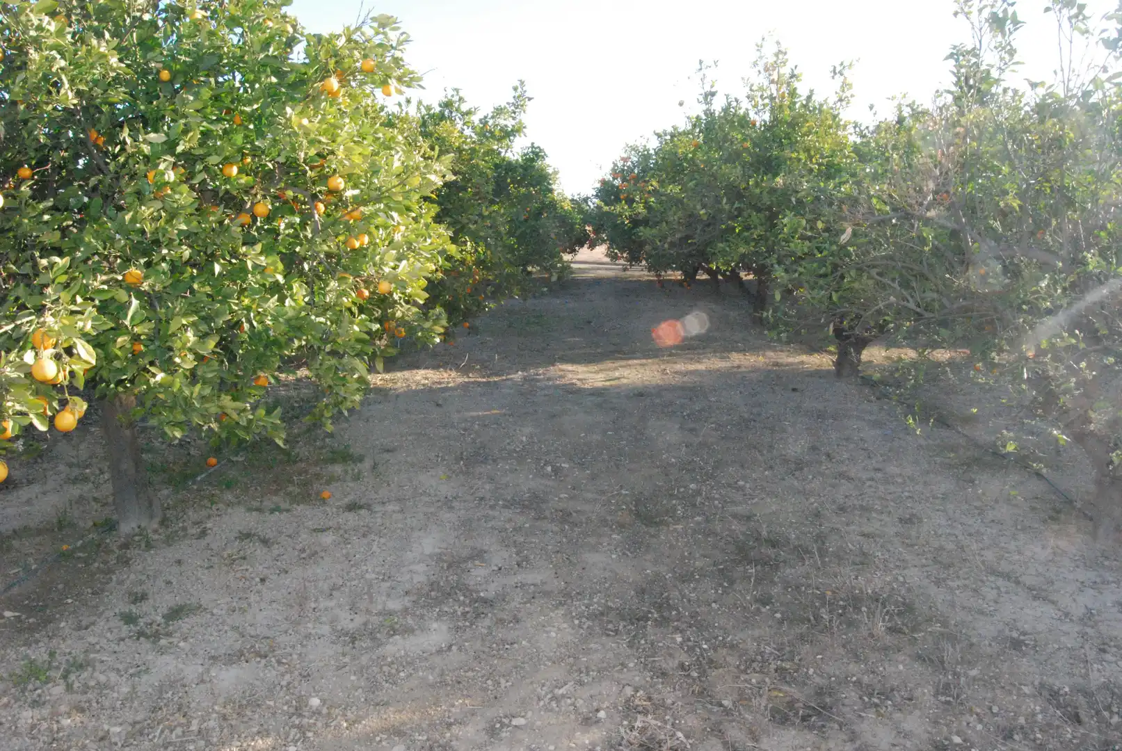 Houses for sale in Cañada del Fenollar