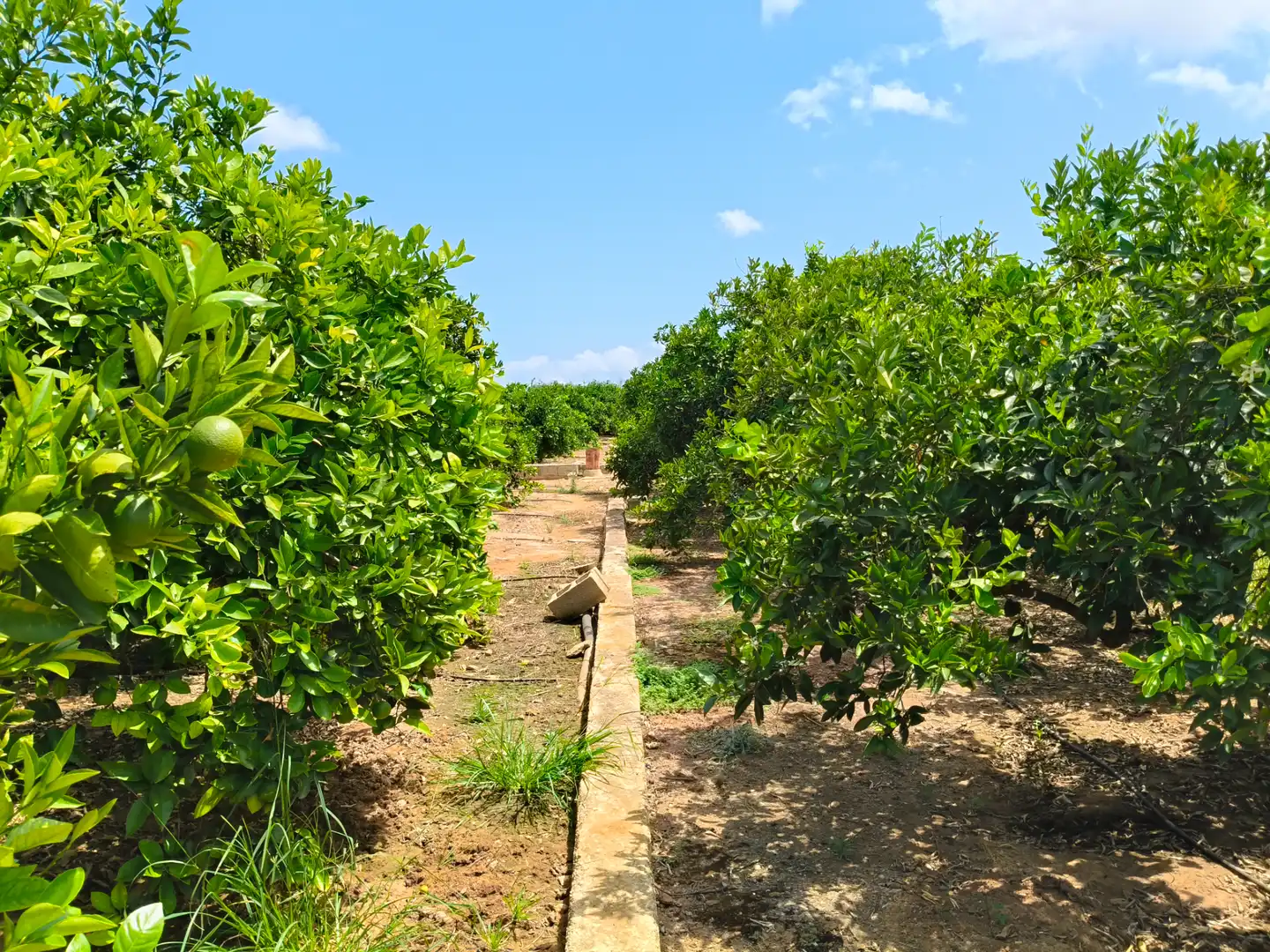 Rural land for sale in Partida Pla 42, imagen 8