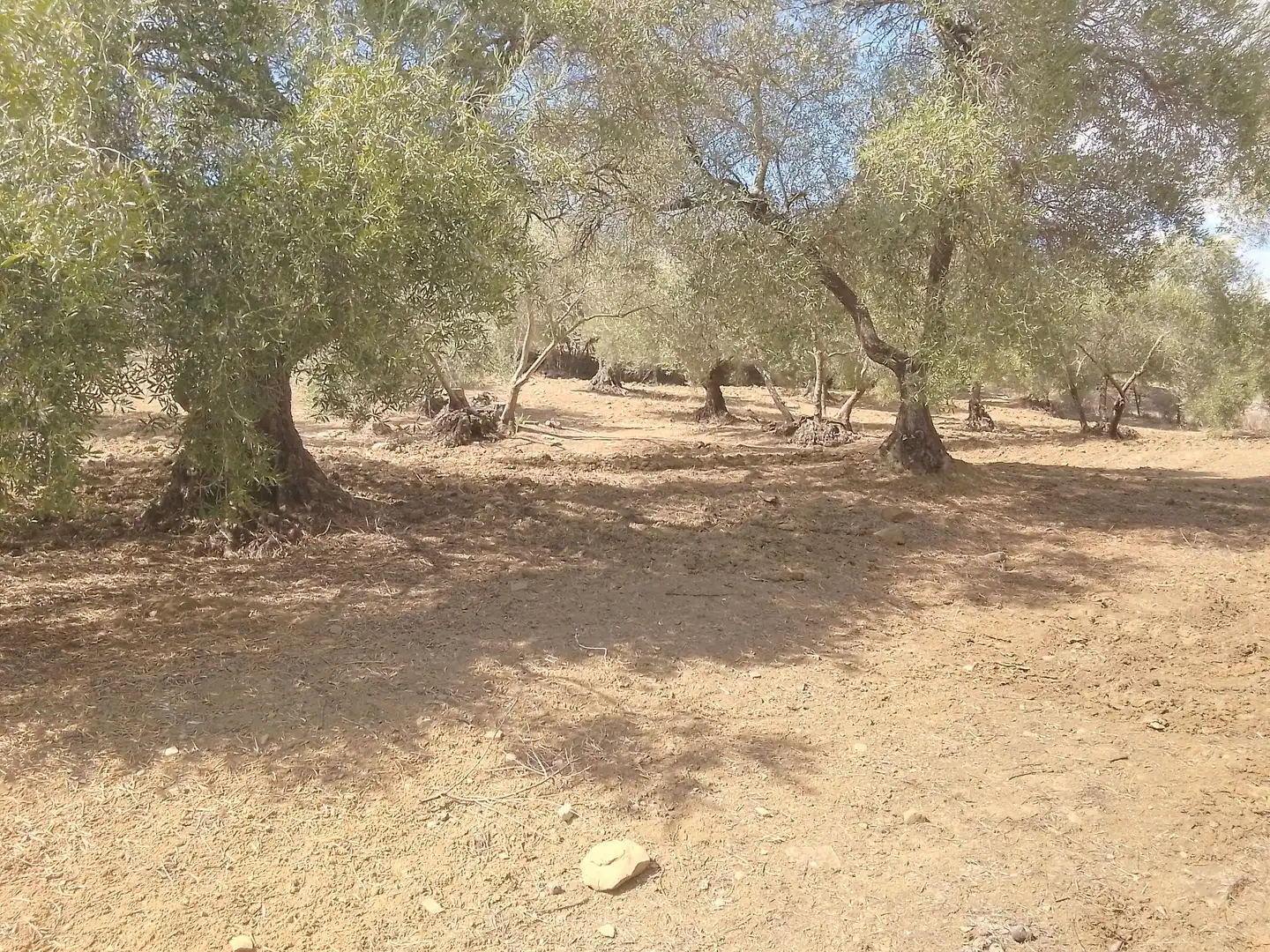 Terrain rustique à vendre à Cortes de la Frontera, imagen 27