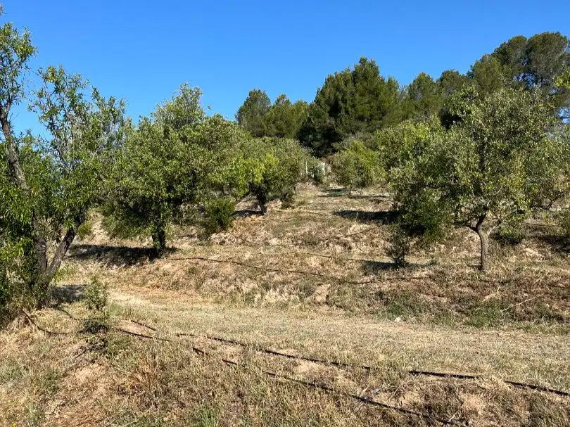 Rural land for sale in Carrer dels Jocs Olímpics 1, imagen 9