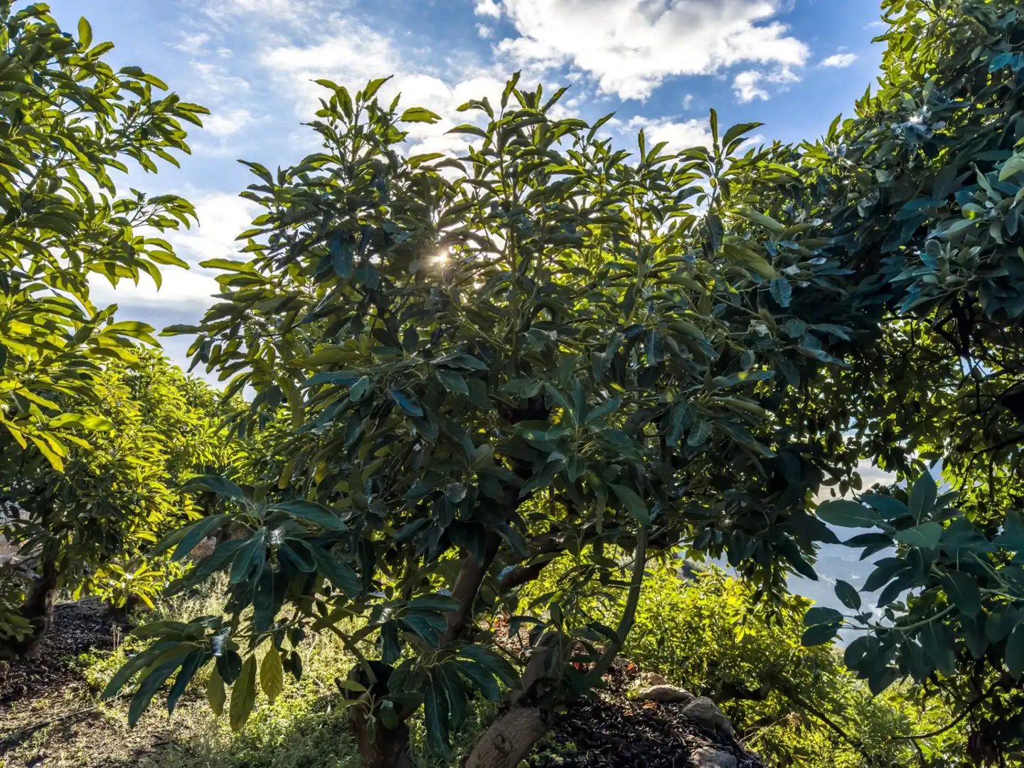 Jardí de Finca rústica en venda en Los Guájares amb Terrassa i Traster