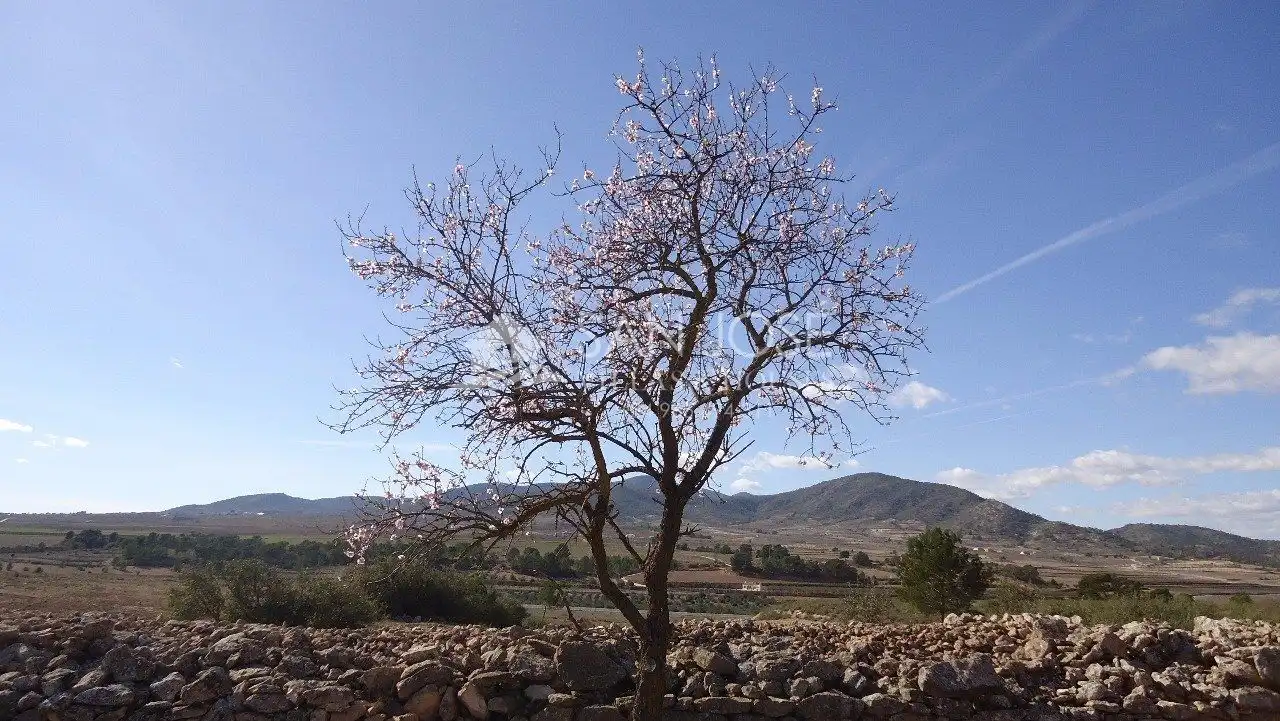 Jardí de Finca rústica en venda en Yecla
