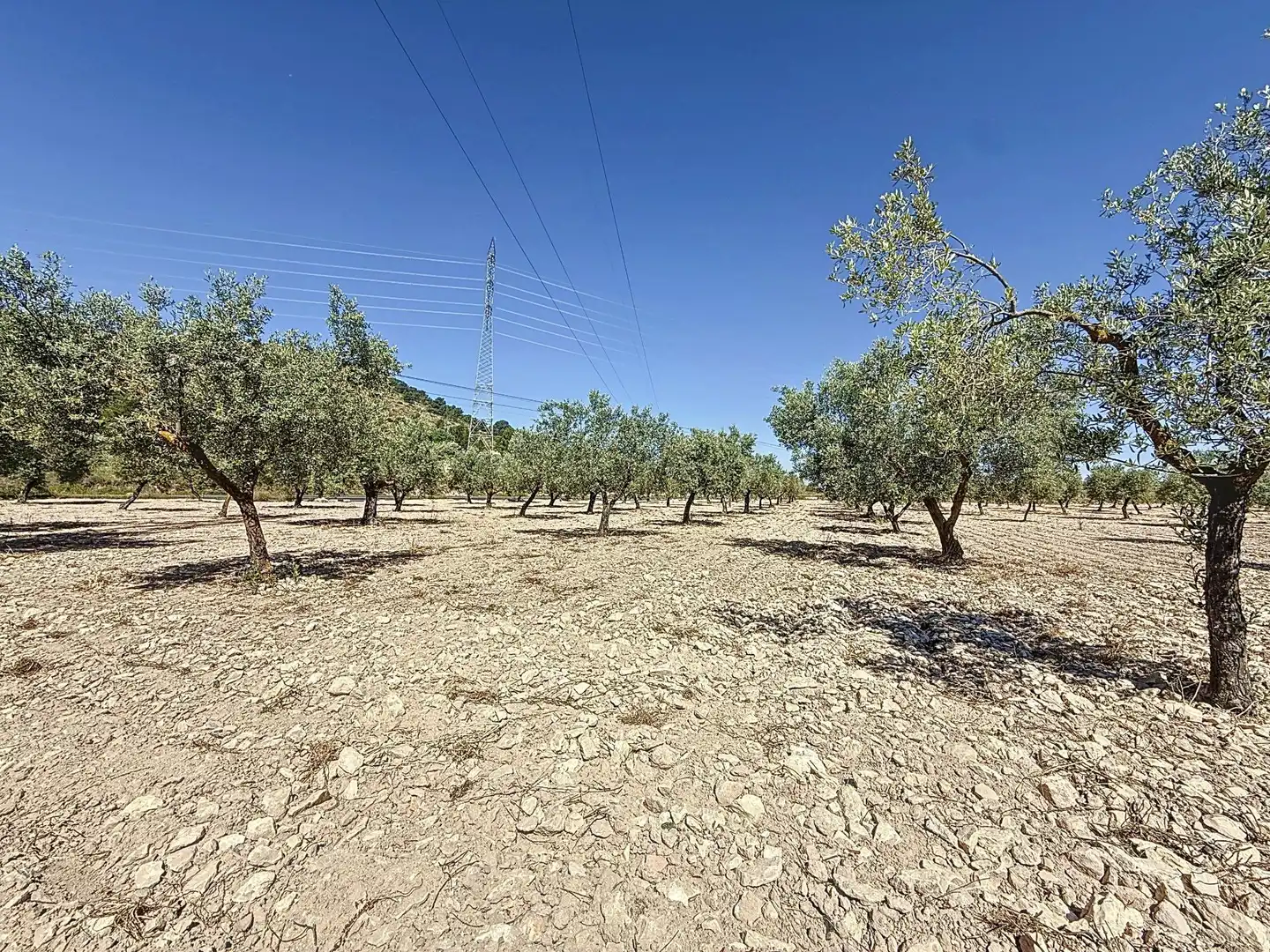 Terreno en venta en Biar