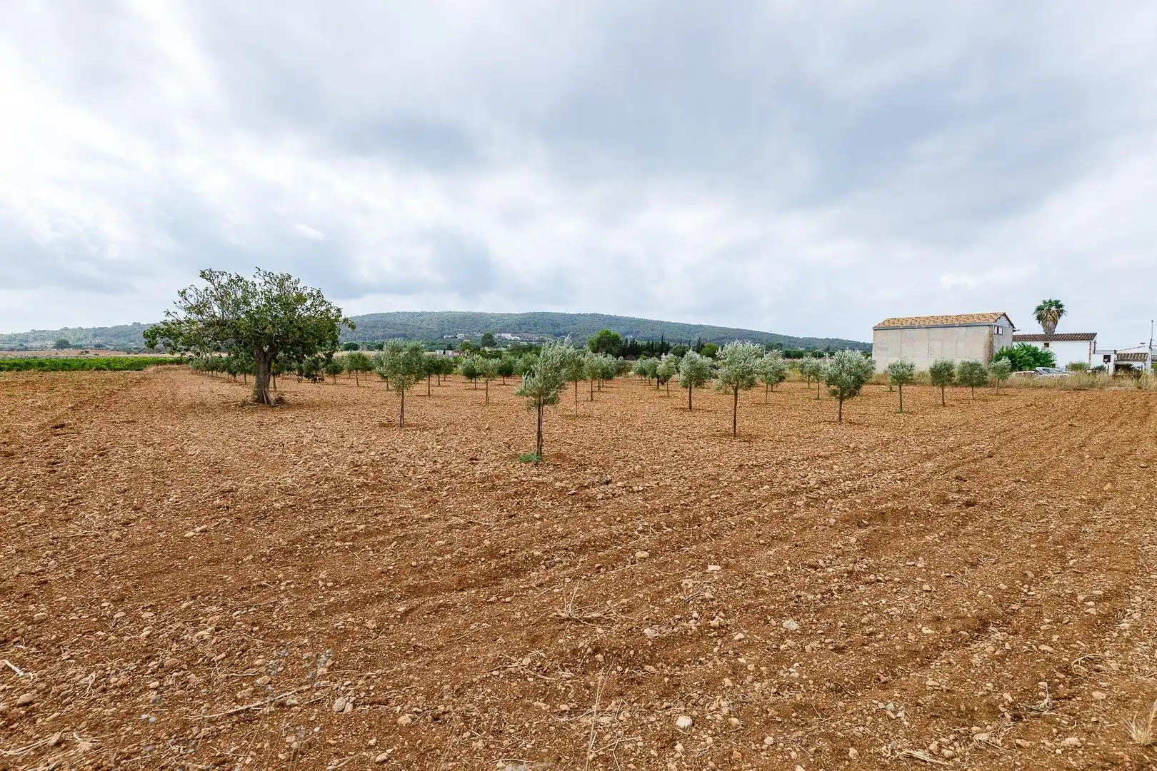 Terreny rústic en venda a Santa Eugènia, imagen 18