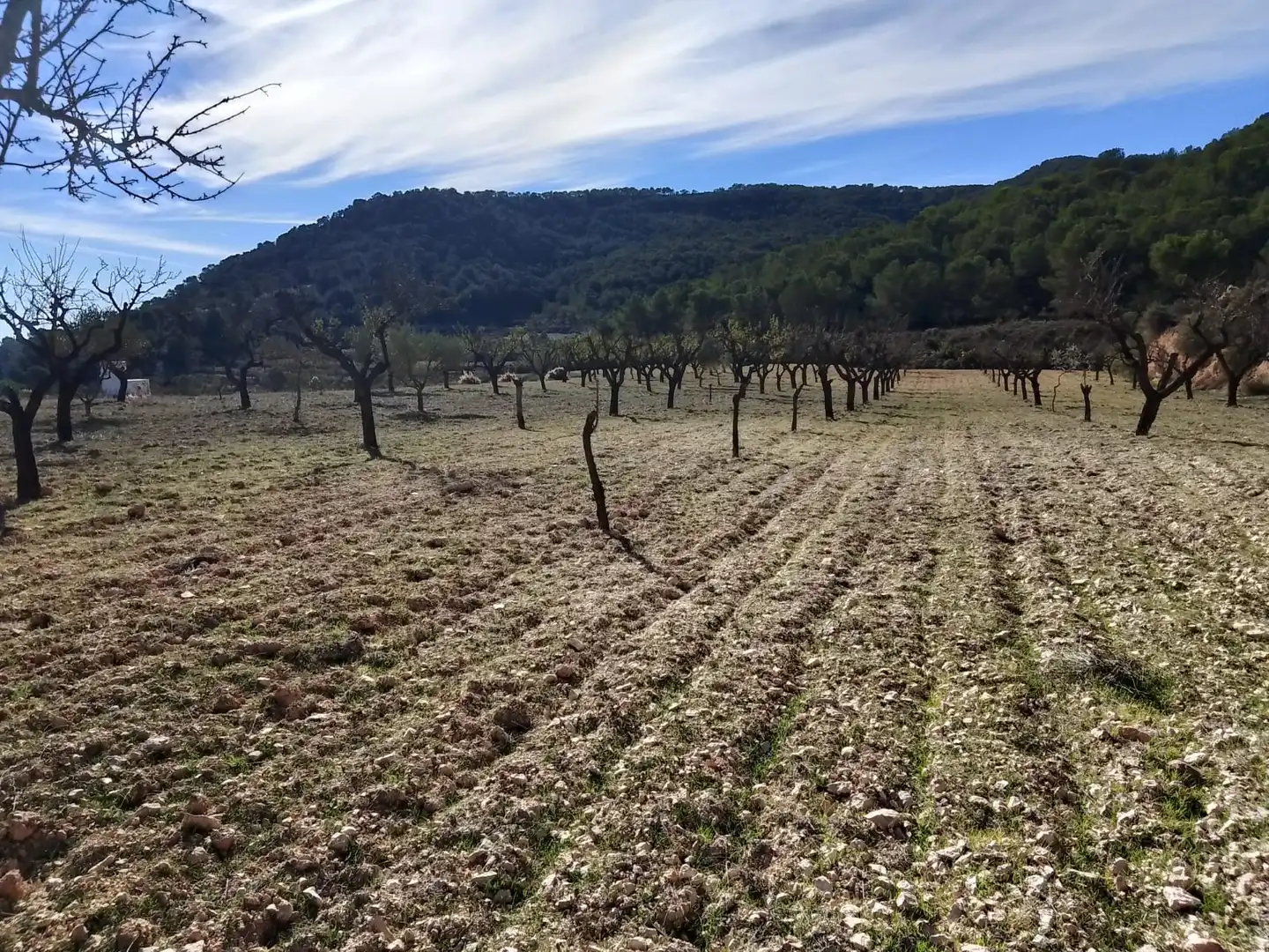 Terreno rustico in vendita a Carrer la Creu, imagen 9