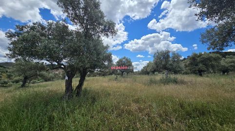 OLIVAR EN VENTA EN POZOBLANCO