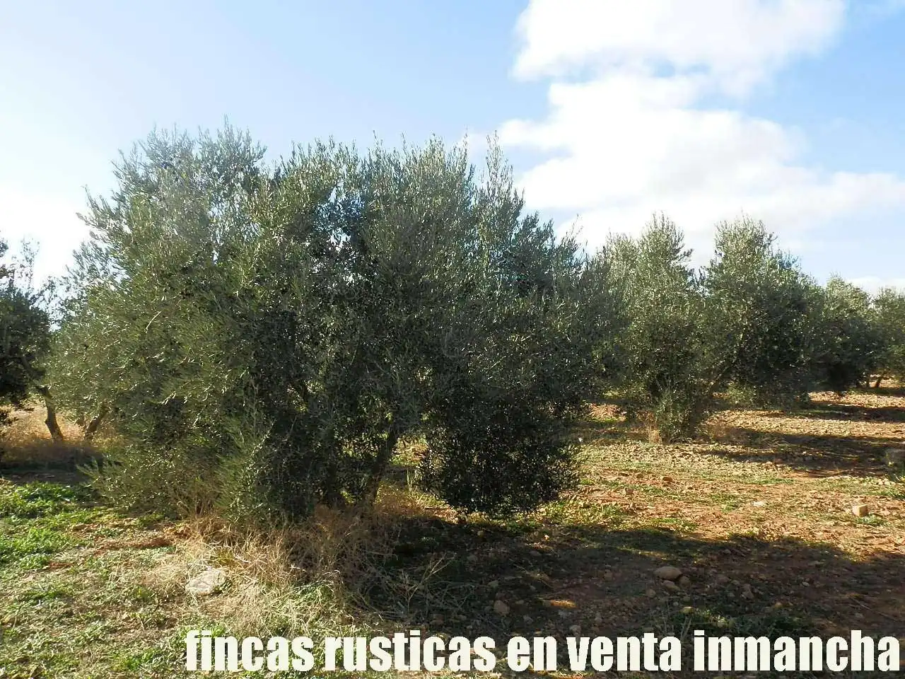 Terreno rústico en venta en Tomelloso, imagen 21