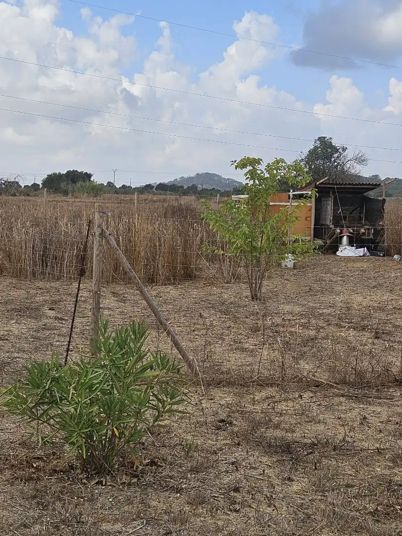 Rural land for sale in Sineu, imagen 10
