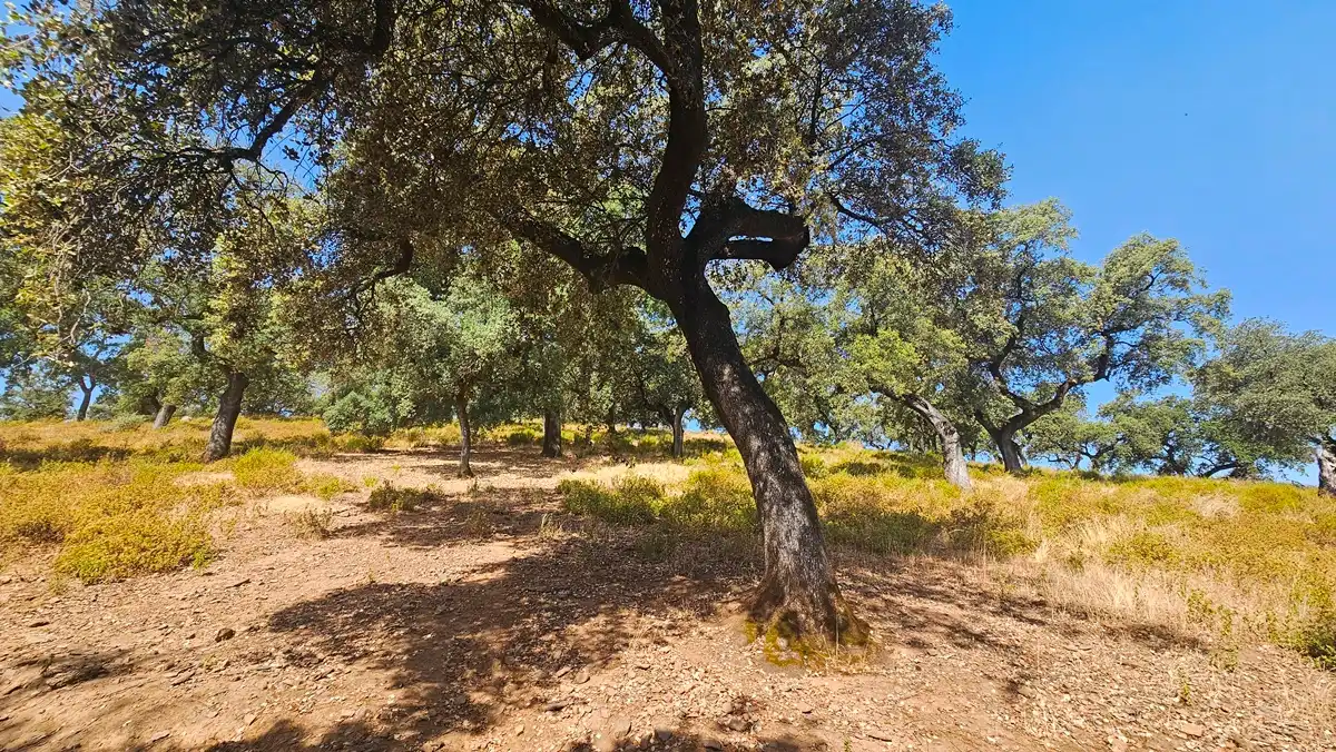 Terrenos y solares en venta en Dehesa 8, imagen 20
