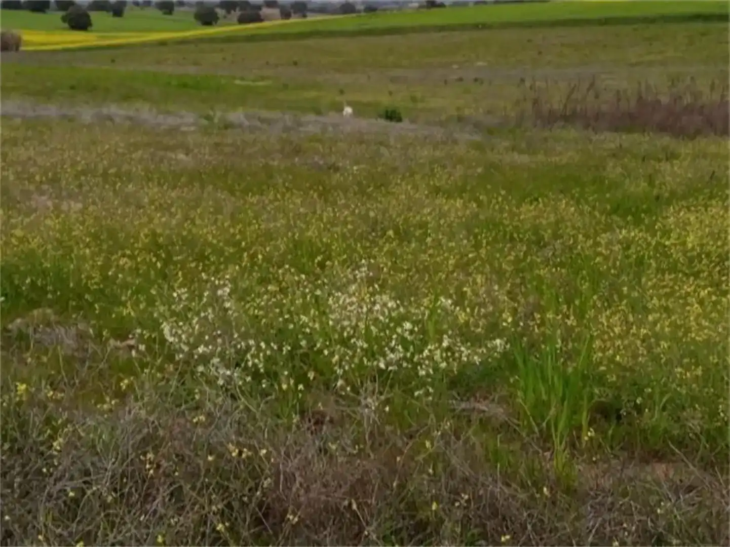 Land for sale in Escalona, Toledo