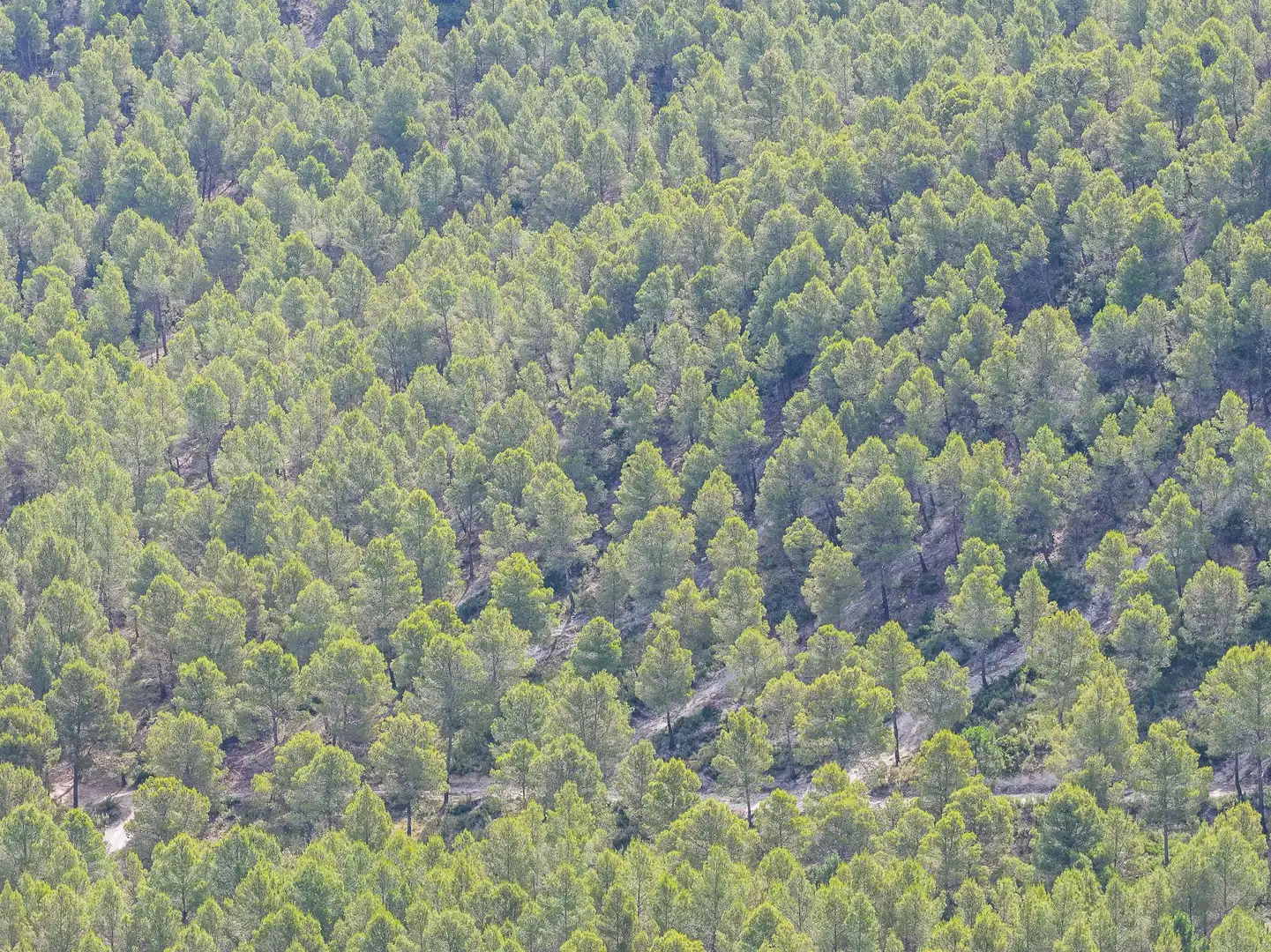 Finca rústica en venta en Moratalla con Piscina