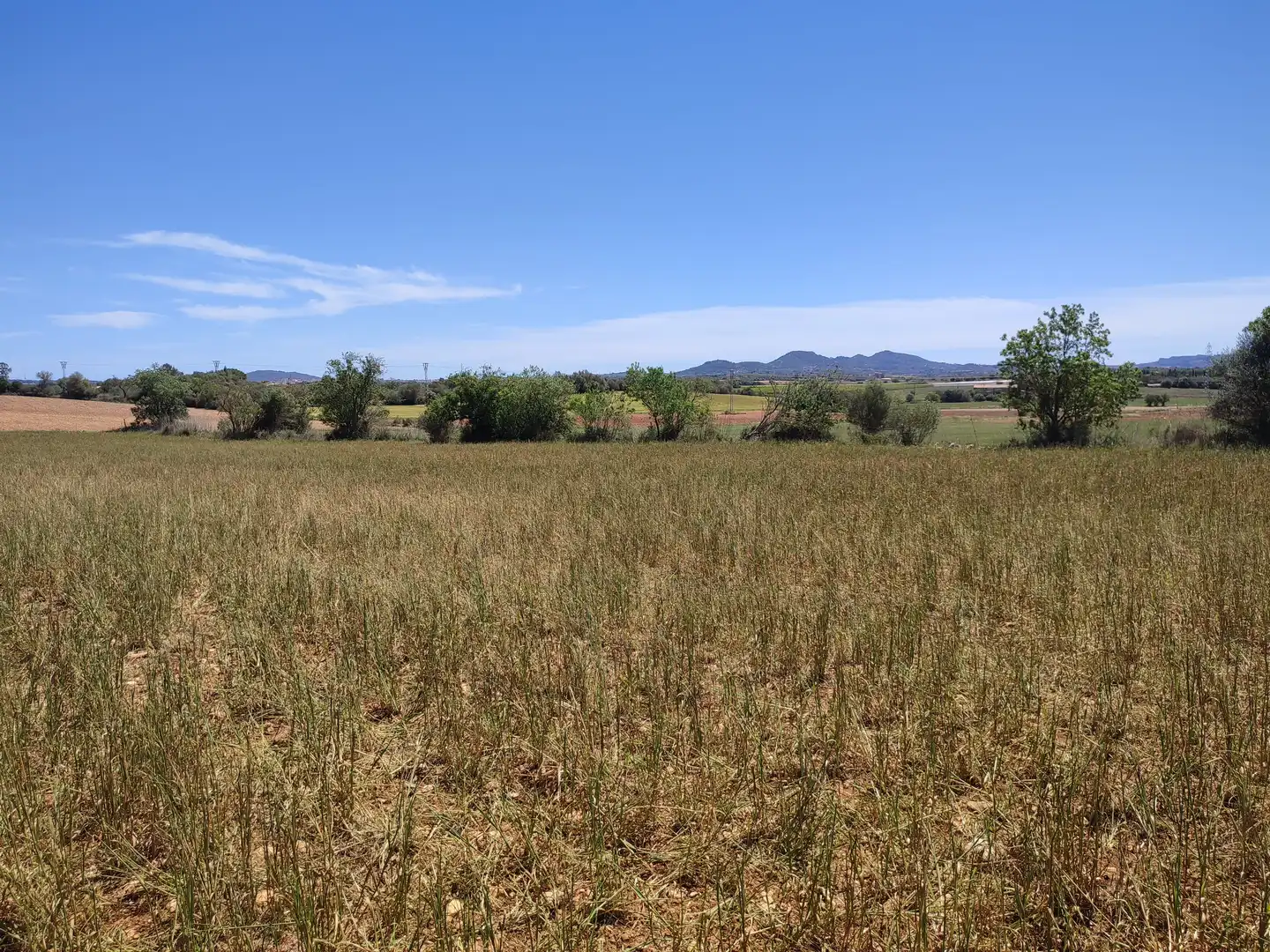 Rural land for sale in Vilafranca de Bonany, imagen 10
