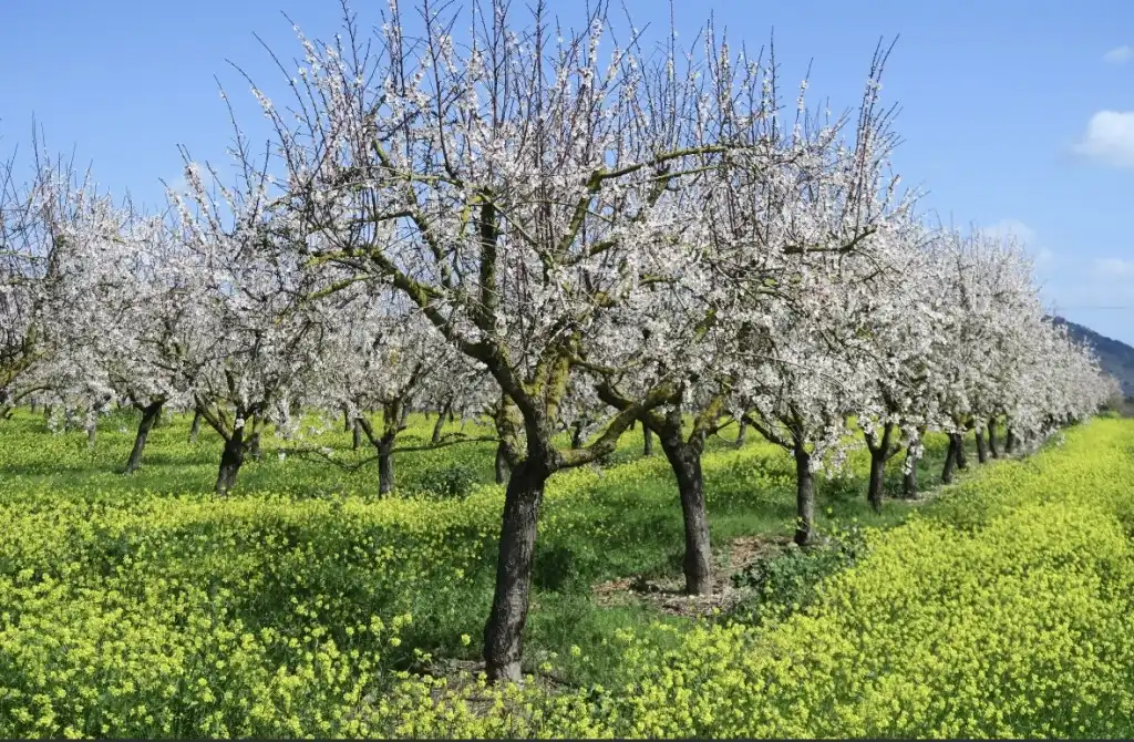 Jardí de Finca rústica en venda en Pollença amb Calefacció, Terrassa i Moblat