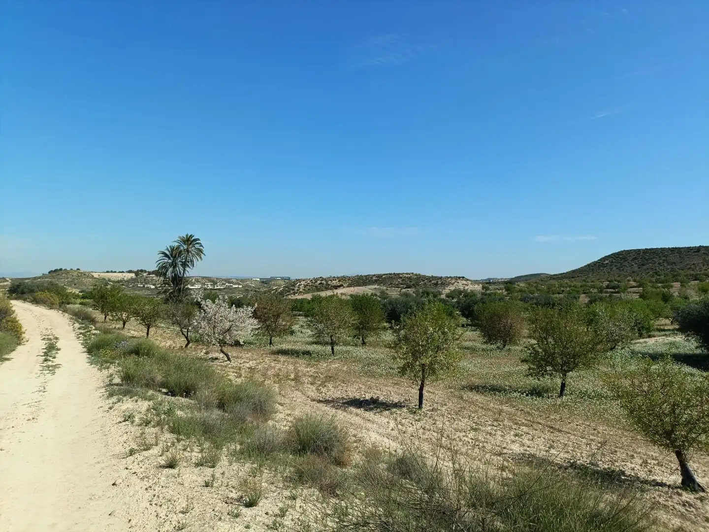 Terrenos y solares en venta en Pedanías Oeste, imagen 7