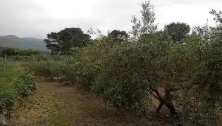 Rustikales Grundstück zum Verkauf in Paraje Corral, imagen 6
