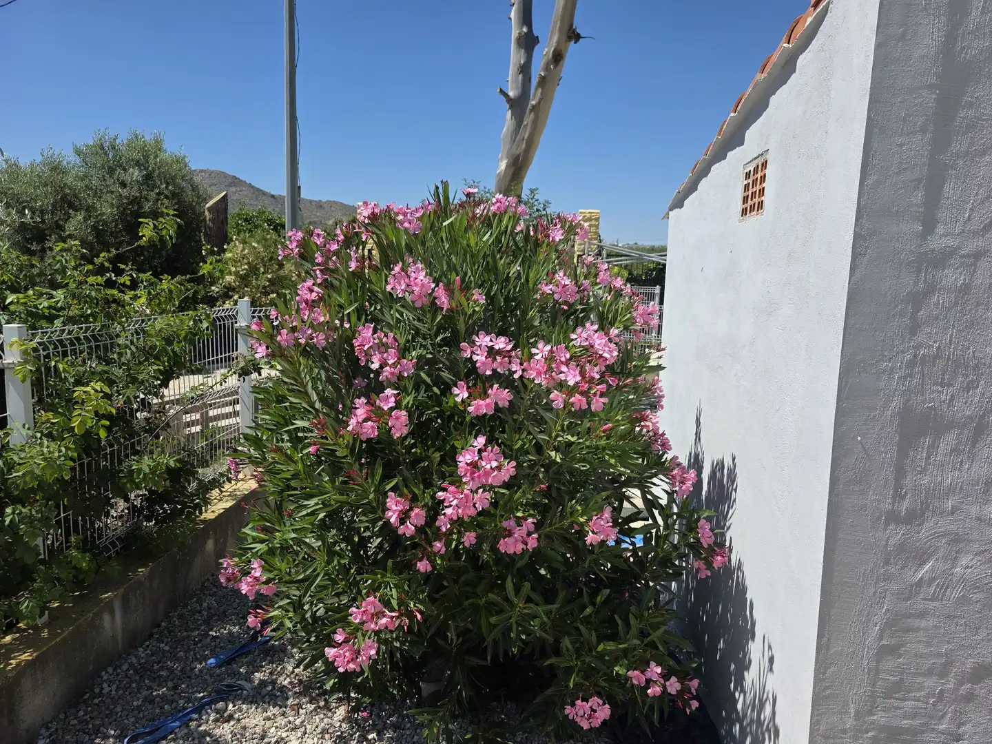 Maison avec piscine à vendre à Calasparra, imagen 19