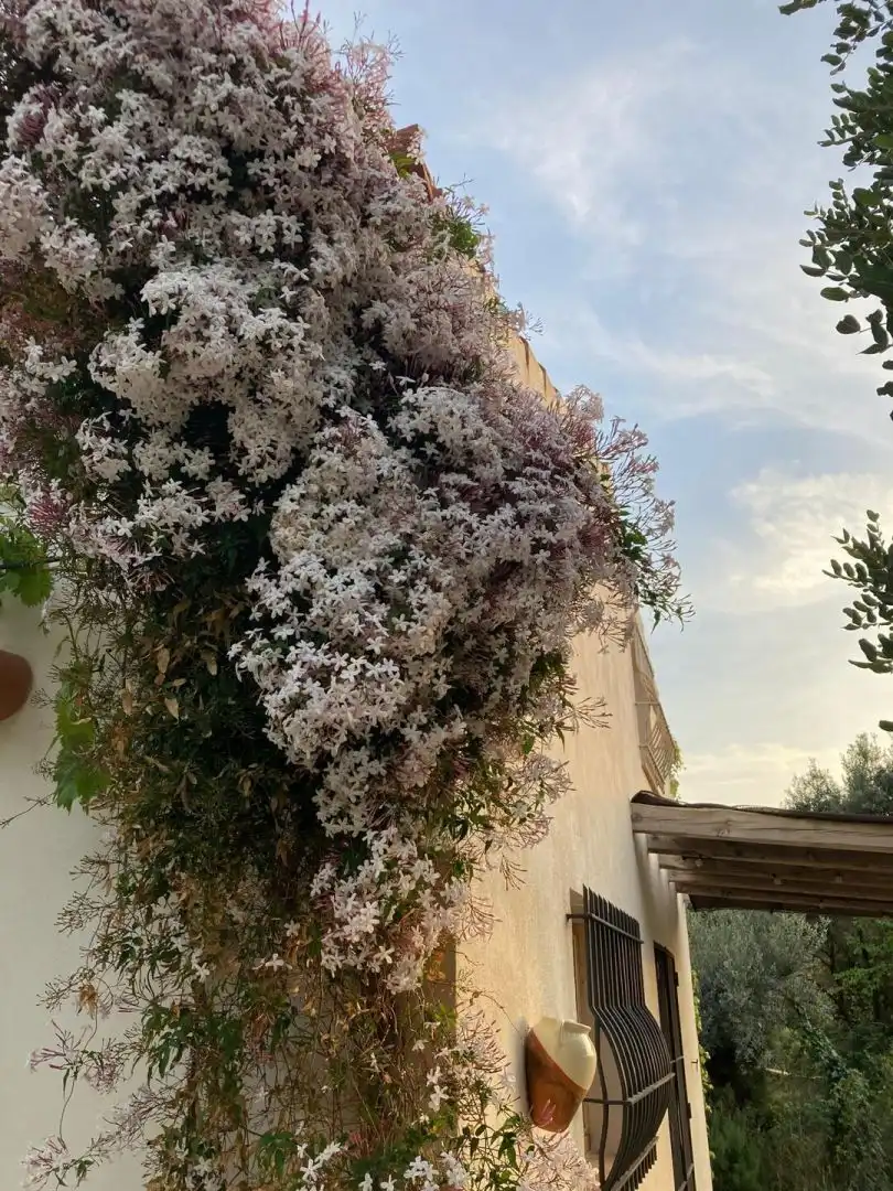 Jardín de Finca rústica en venta en Freginals con Terraza y Trastero