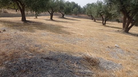 FINCA RÚSTICA CON OLIVOS EN EL ROMERAL, PADUL, immagine 3
