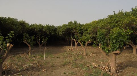 SE VENDE FINCA DE NARANJOS EN RIOJA, ALMERÍA, immagine 3