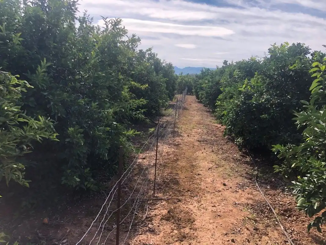 Terreny rústic en venda a Palma de Gandia, imagen 31