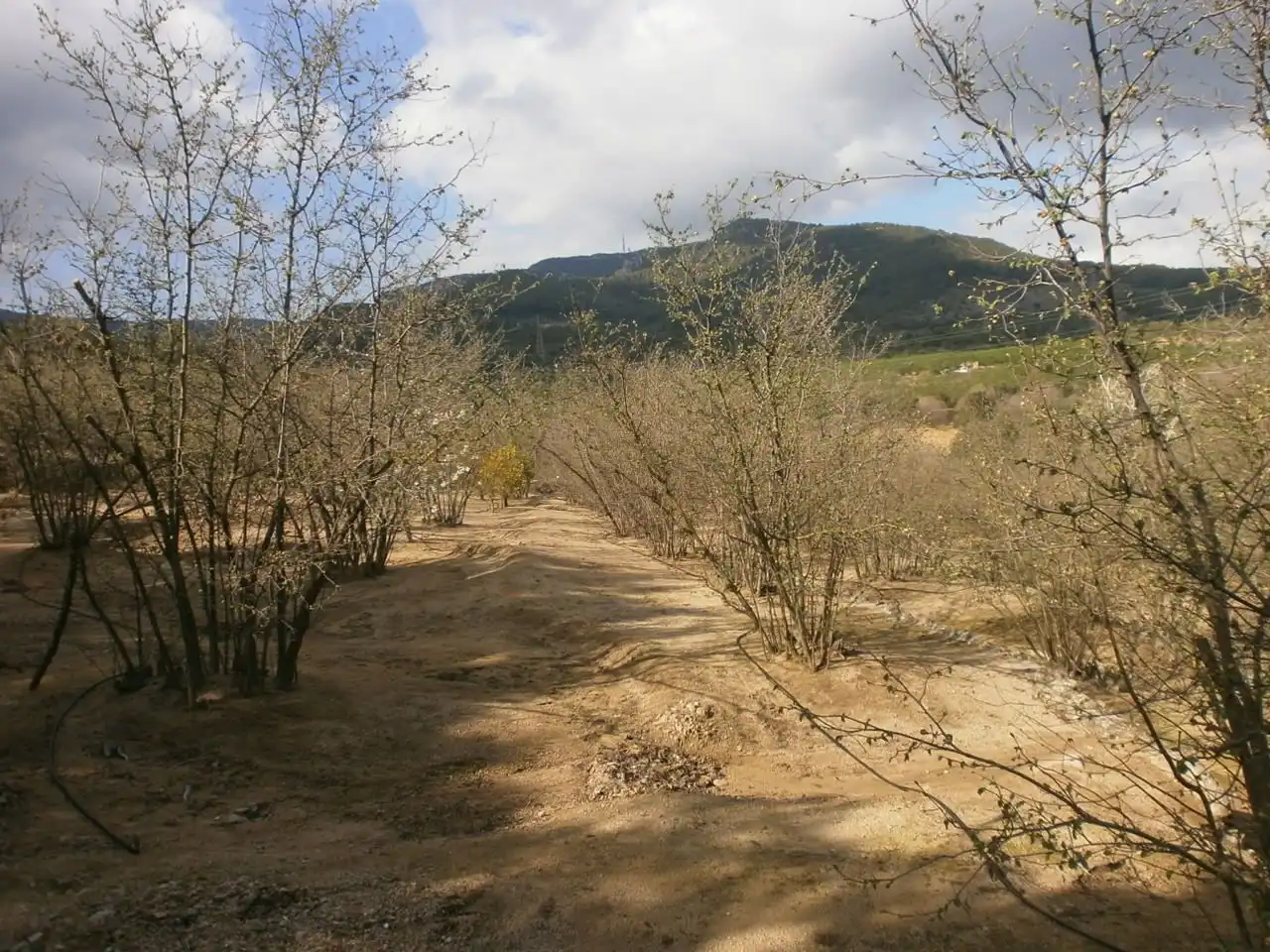 Land for sale in Vilaplana, Tarragona