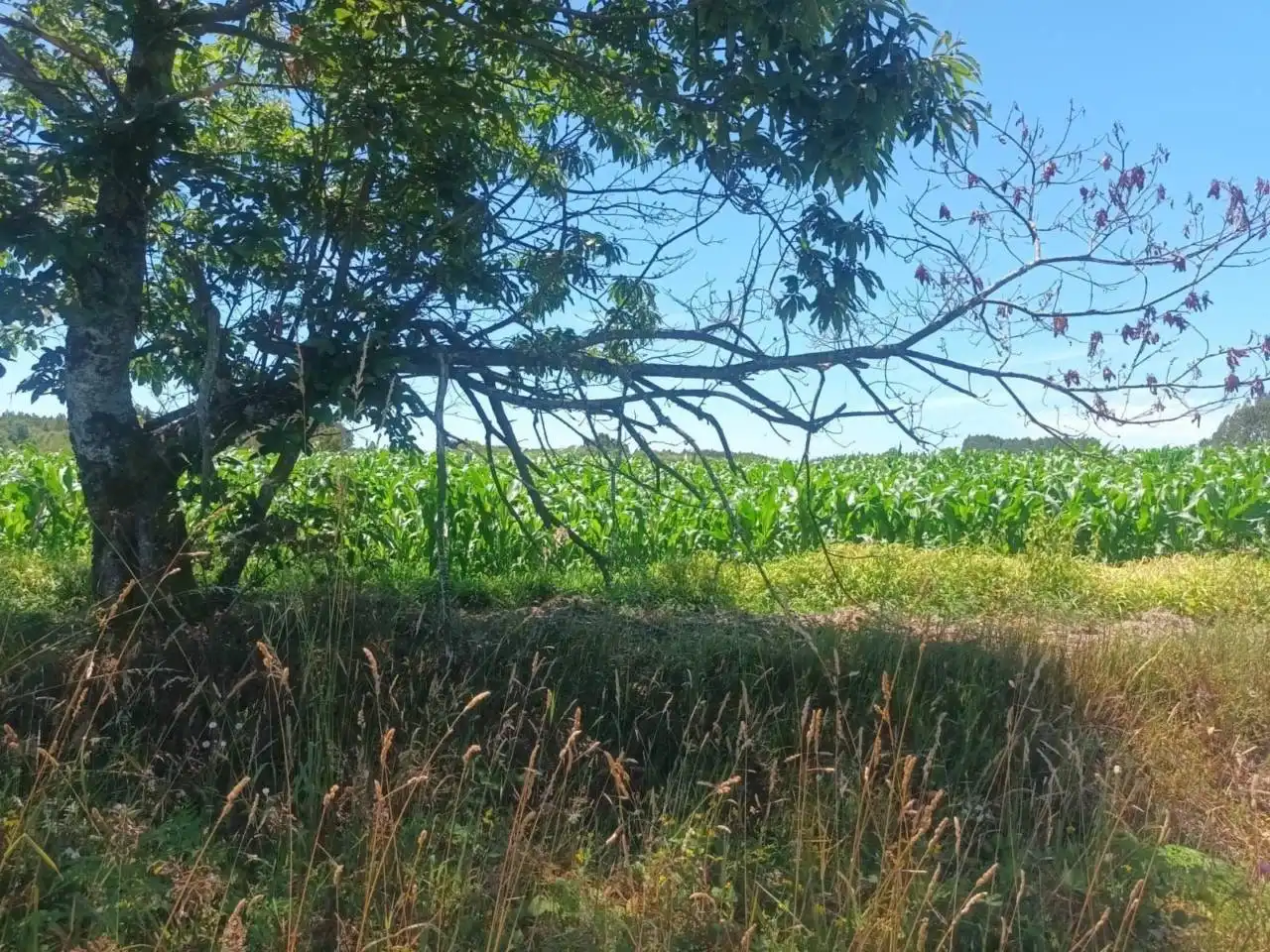 Terreno en venta en Oza dos Ríos