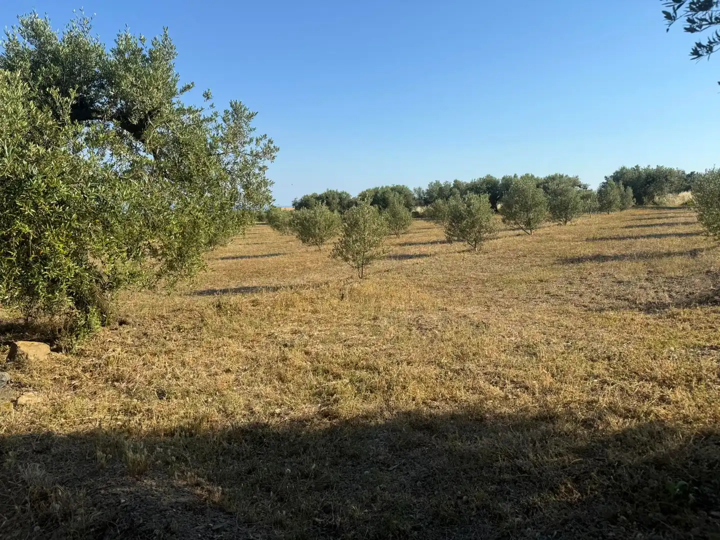 Terrain rustique à vendre à La Selva del Camp, imagen 8