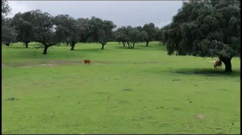 Foto 5 de Finca rústica en venda a Calle Hermana Carmen, 26, Oropesa, Toledo