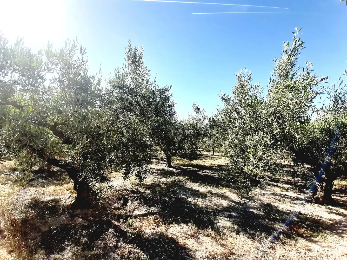 Lands and plots for sale in Mula, imagen 16