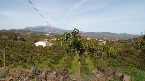 Photo 4 of House or chalet for sale in Almáchar, Málaga