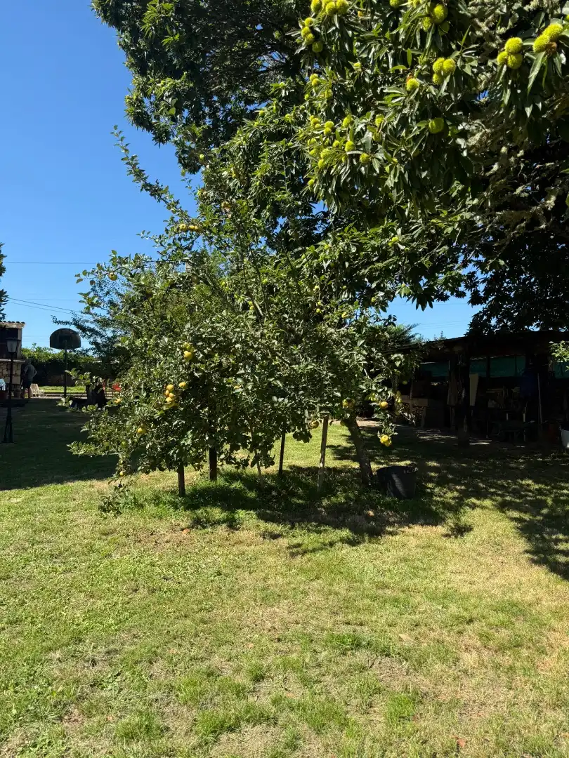 Jardí de Casa o xalet en venda en Outeiro de Rei amb Calefacció, Jardí privat i Piscina