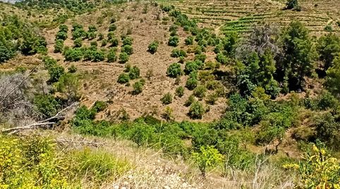Foto 4 de Finca rústica en venta en Rocafort, Gratallops, Tarragona